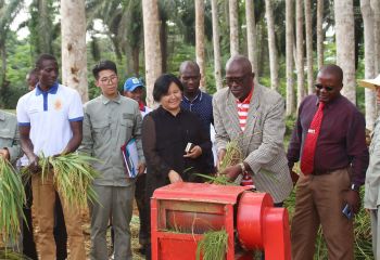 畝產(chǎn)593公斤，創(chuàng)造赤幾人工水稻種植新紀錄