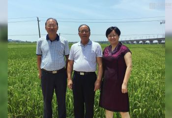 謝華安院士到公司南昌縣富山鄉(xiāng)再生稻試驗基地指導(dǎo)工作