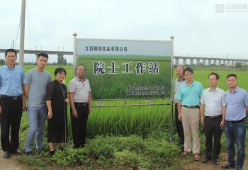 謝華安院士到公司南昌縣富山鄉(xiāng)再生稻試驗基地指導(dǎo)工作