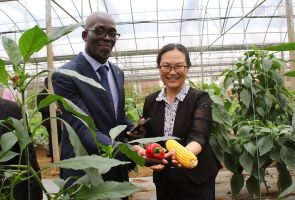 援赤道幾內(nèi)亞示范農(nóng)場農(nóng)作物喜獲豐收  亓玫大使和阿卡波部長出席播種和收獲活動